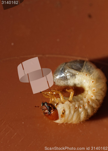 Image of May beetle larvae - Melolontha melolontha