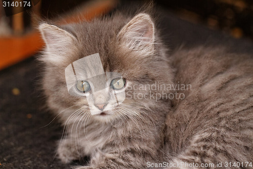 Image of Beautiful grey kitten