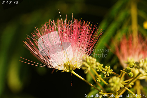 Image of Flowers of acacia