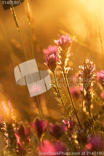 Image of Meadow at sunset