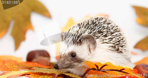 Image of African white- bellied hedgehog