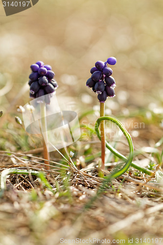 Image of Purple flower