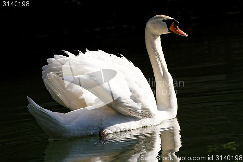 Image of Beautiful swan 