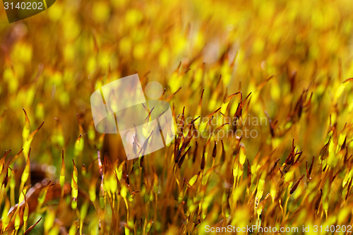 Image of Yellow moss