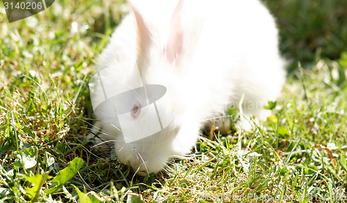 Image of White bunny