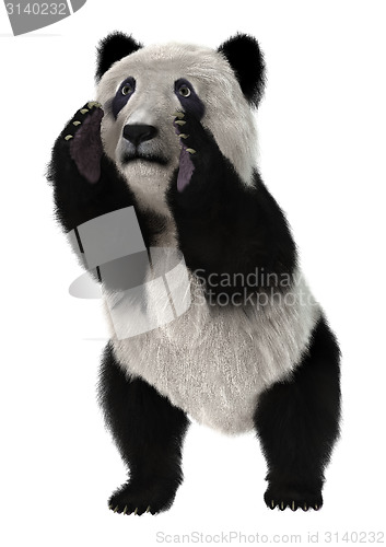 Image of Panda Bear