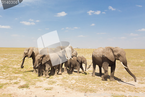 Image of Loxodonta africana, African bush elephant.