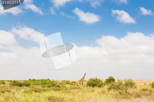 Image of Giraffe in african wilderness.