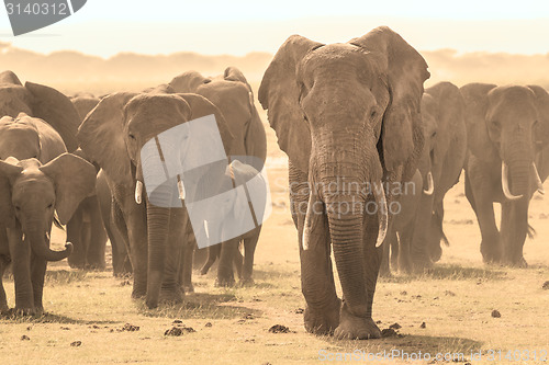 Image of Loxodonta africana, African bush elephant.