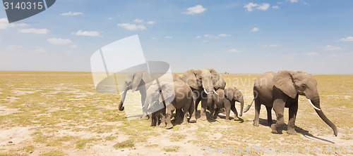 Image of Loxodonta africana, African bush elephant.