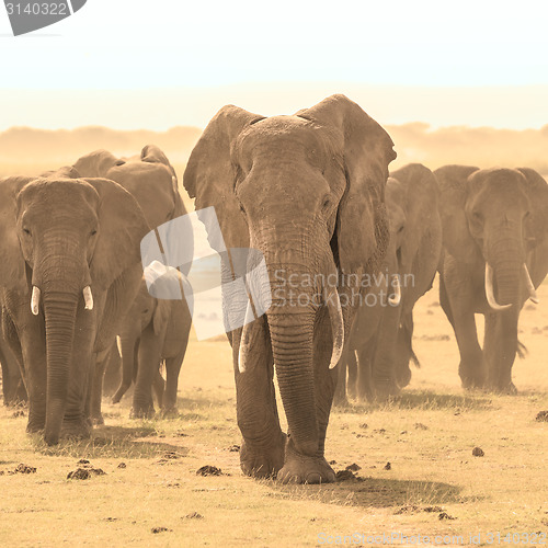 Image of Loxodonta africana, African bush elephant.