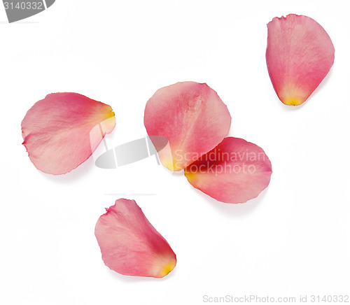 Image of rose petals