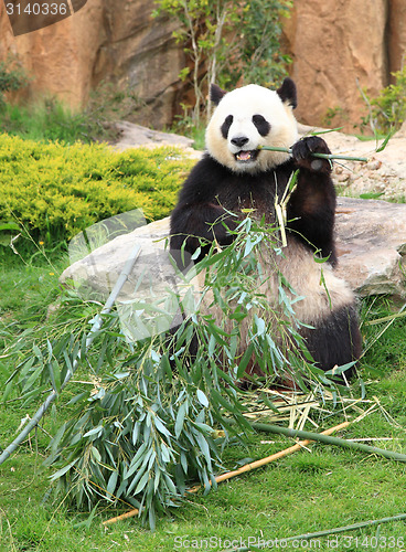 Image of Giant panda eating bamboo leaf