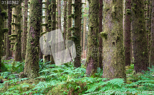 Image of Hoh Rainforest Spruce Hemlock Cedar Trees Fern Groundcover