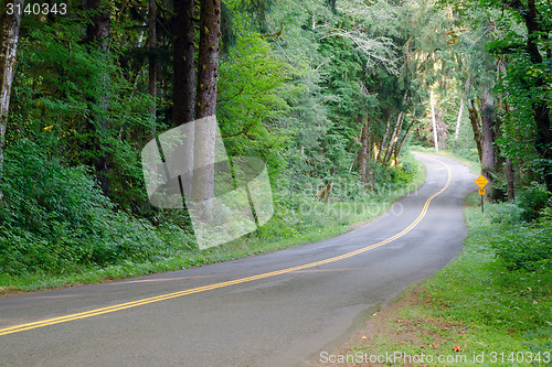 Image of Two Lane Road Cuts Through Dense Tree Canopy Hoh Rainforest