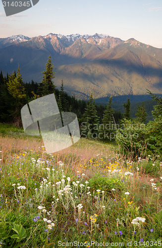 Image of Early Morning Light Wildflower Meadow Olympic Mountains Hurrican