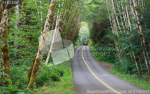 Image of Two Lane Road Cuts Through Dense Tree Canopy Hoh Rainforest