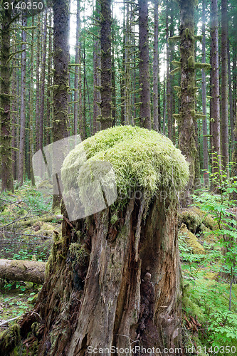Image of Hoh Rainforest Spruce Hemlock Cedar Trees Fern Groundcover