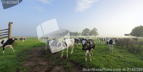 Image of Foggy morning Brundee dairy pastures