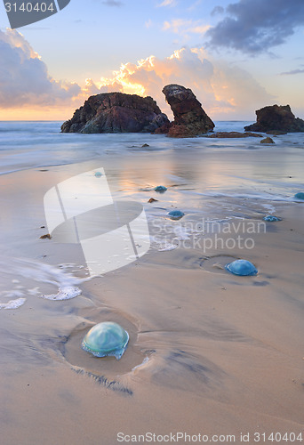 Image of Watongo Rocks and blue Jelly Blubber jellyfish