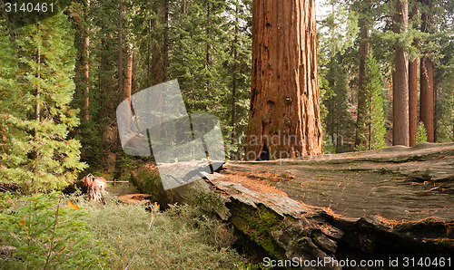 Image of Fallen Forest Giant Sequoia Tree National Park California