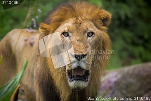 Image of Lion portrait