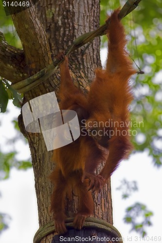 Image of Borneo Orangutans