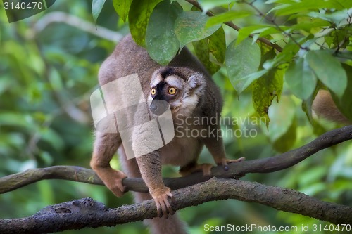 Image of Lemur portrait