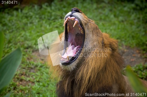 Image of Lion portrait