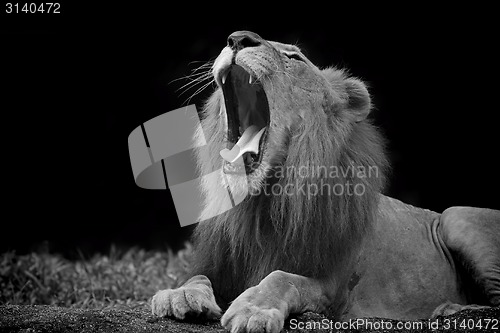 Image of Lion portrait