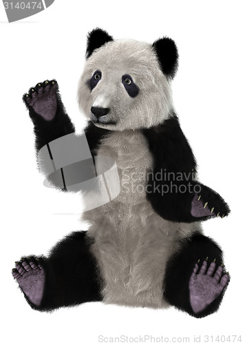 Image of Panda Bear