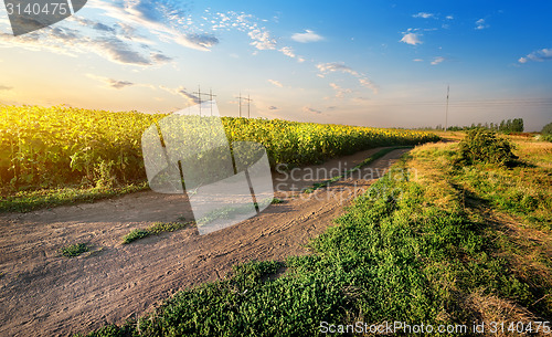 Image of Blooming sunflowers