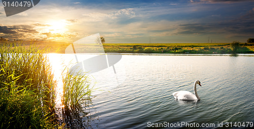 Image of Swan at sunset