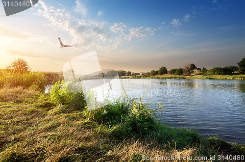 Image of Bird and river