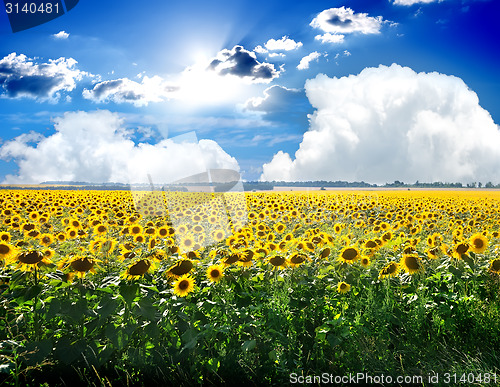 Image of Sunflowers and sky