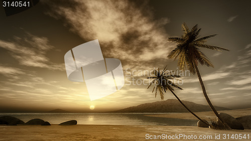 Image of sunset palm tree