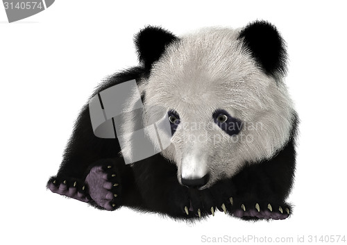 Image of Panda Bear