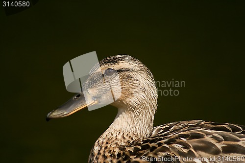 Image of female mallard