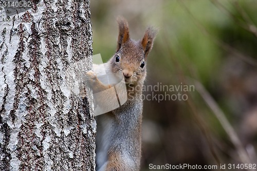 Image of squirrel