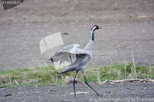 Image of crane