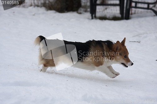 Image of running in snow