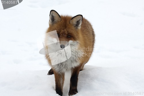 Image of fox in snow