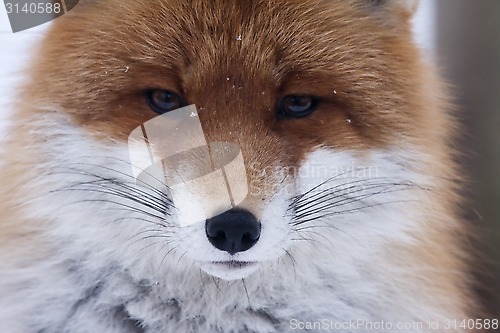 Image of foxface