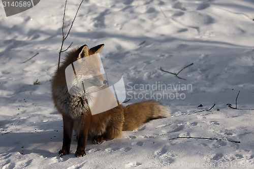 Image of sunbathing