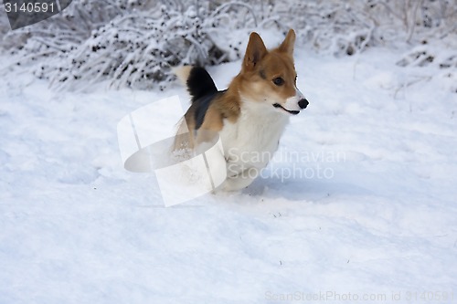 Image of running in snow