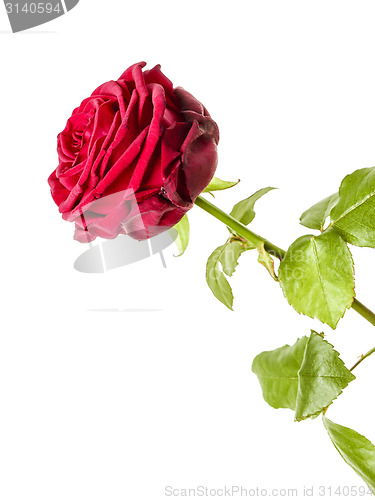 Image of red rose