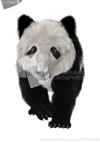 Image of Panda Bear