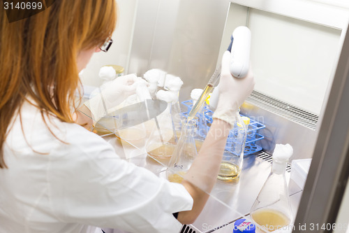 Image of Life scientist researching in the laboratory.