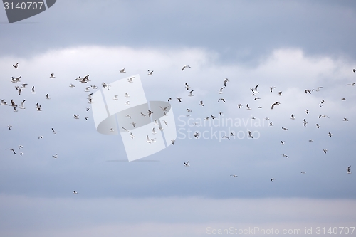 Image of Flock of Birds