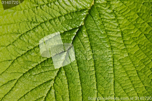 Image of Leaf detail